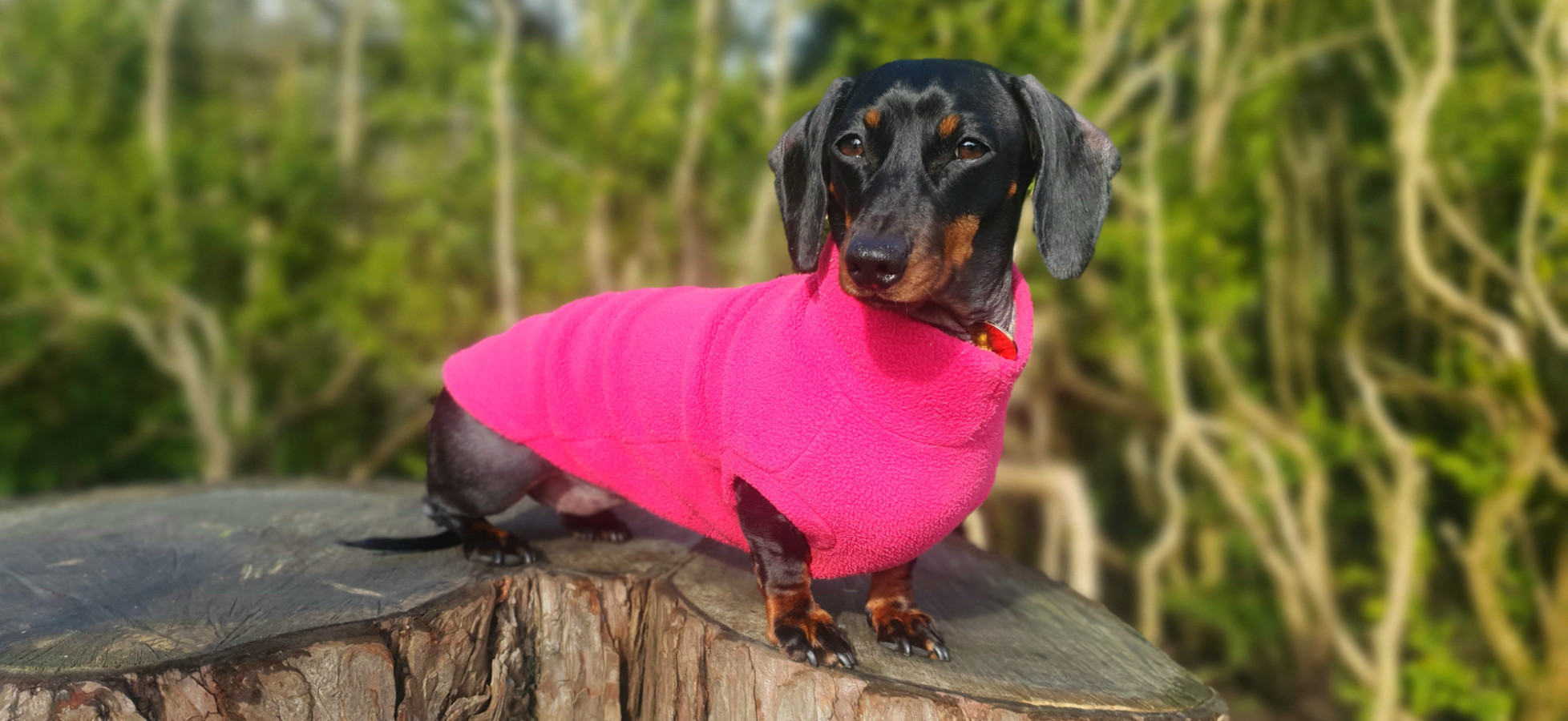 Pull En Polaire Pour Teckel – Manteau Chaud Réfléchissant, Taille élastique, Trou Pour Laisse, Hiver - 3