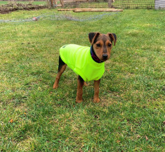 Débardeur Pour Chien, Jaune Fluo