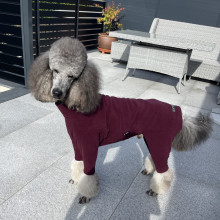 Habit Pour Chien, Prune