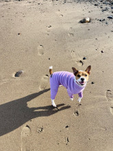 Habit Pour Chien, Bruyère Pâle