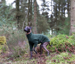 Pull Pour Chien, Vert Olive