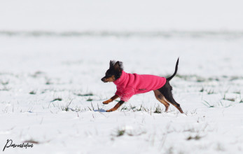 Pull Pour Chien, Rose