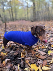 Pull Pour Teckel, Bleu Cobalt