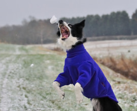 Pull Pour Chien, Bleu Cobalt