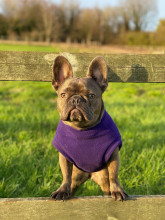 Débardeur Pour Chien, Violet
