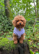 Débardeur Pour Chien, Lavande