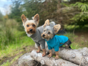 Pull Pour Chien, Sarcelle, Gris Koala