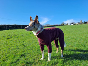 Habit Pour Chien, Prune