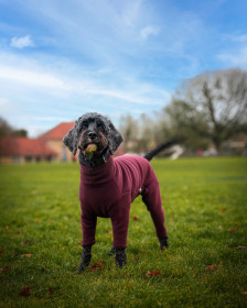 Habit Pour Chien, Prune