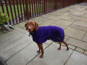 Manteau Col Roulé, Violet