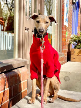 Pull Pour Chien, Rouge