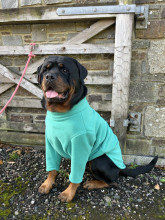 Pull Pour Chien, Menthe Verte