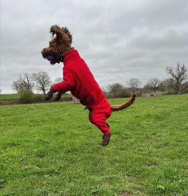Habit Pour Chien, Rouge