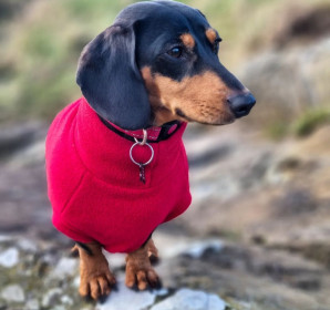 Pull Pour Teckel, Rouge