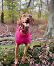 Débardeur Pour Chien, Rose