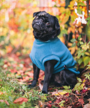 Débardeur Pour Chien, Sarcelle Foncée