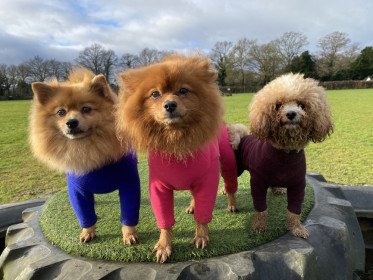 Habit Pour Chien, Bleu Cobalt, Prune, Rose