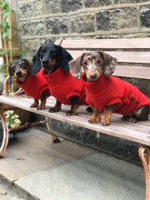 Pull Pour Teckel, Rouge