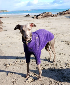 Pull Pour Chien, Violet