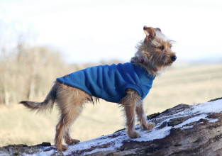 Débardeur Pour Chien, Sarcelle Foncée