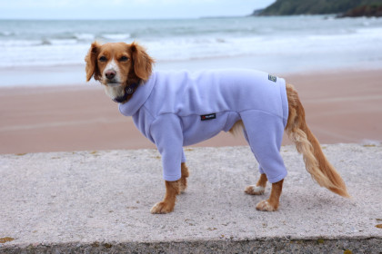 Habit Pour Chien, Lavande