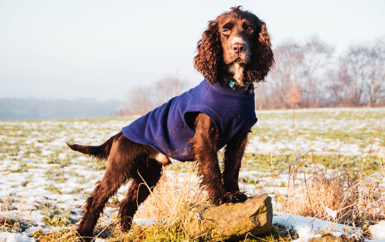 Débardeur Pour Chien