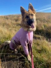 Habit Pour Chien, Bruyère Pâle