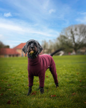 Habit Pour Chien, Prune
