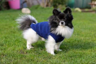 Débardeur Pour Chien, Marine