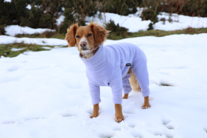Habit Pour Chien, Lavande