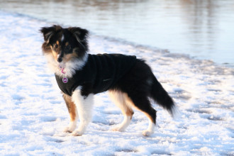 Débardeur Pour Chien, Noir
