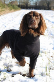 Pull Pour Chien, Espresso