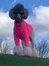 Pull Pour Chien, Rose