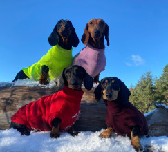 Pull Pour Teckel, Rouge, Prune, Bruyère Pâle, Jaune Fluo