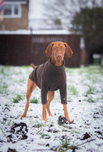 Pull Pour Chien, Brun Foncé