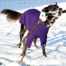 Pull Pour Chien, Violet