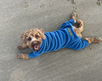 Habit Pour Chien, Sarcelle Foncée