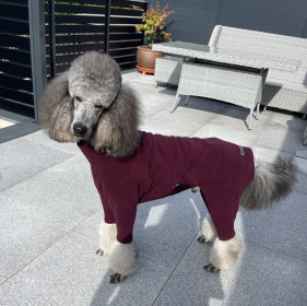 Habit Pour Chien, Prune