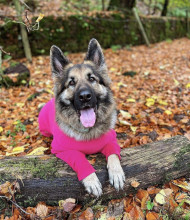 Habit Pour Chien, Rose