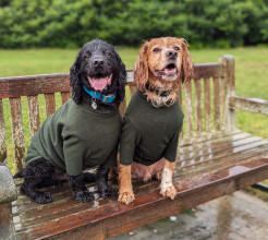 Pull Pour Chien, Vert Olive