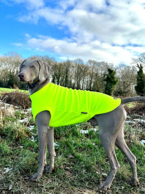 Débardeur Pour Chien, Jaune Fluo