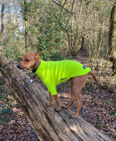 Pull Pour Chien, Jaune Fluo