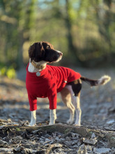 Pull Pour Chien, Rouge