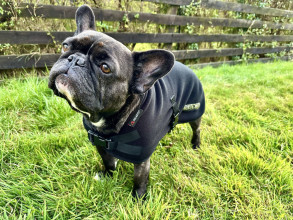 Manteau Pour Chien, Noir