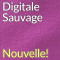 Digitale Sauvage