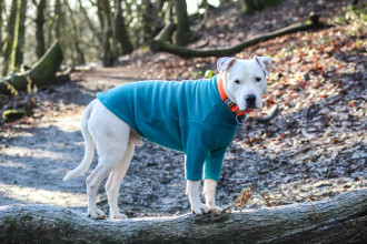 Pull Pour Chien, Sarcelle