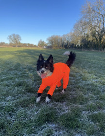 Habit Pour Chien, Orange Vif