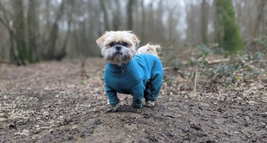 Habit Pour Chien, Sarcelle