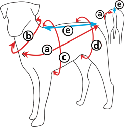 Comment mesurer votre chien
