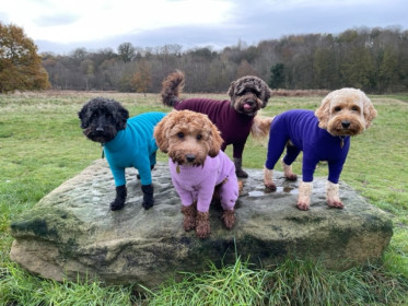 Habit Pour Chien, Sarcelle, Violet, Prune, Bruyère Pâle